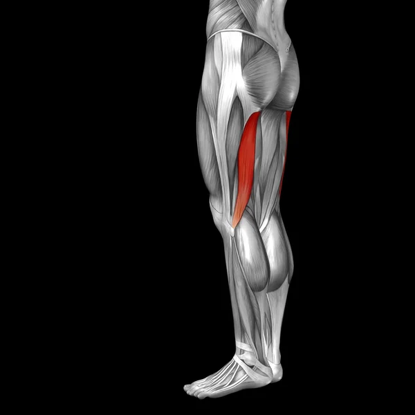 Human upper legs anatomy and muscles — Zdjęcie stockowe