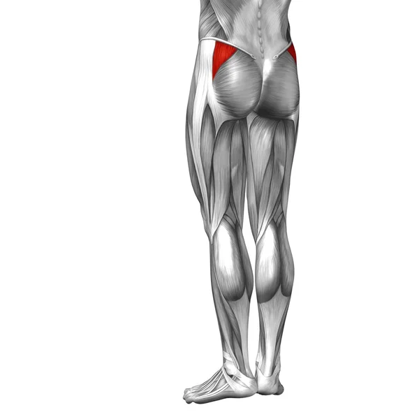 Bacaklar anatomi ve kaslar — Stok fotoğraf