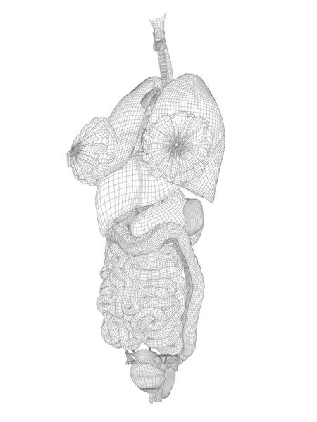 Sistema digestivo Wireframe —  Fotos de Stock