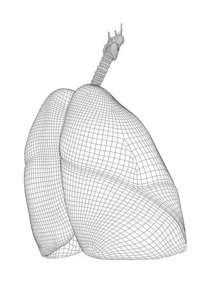 Sistema respiratorio de malla — Foto de Stock