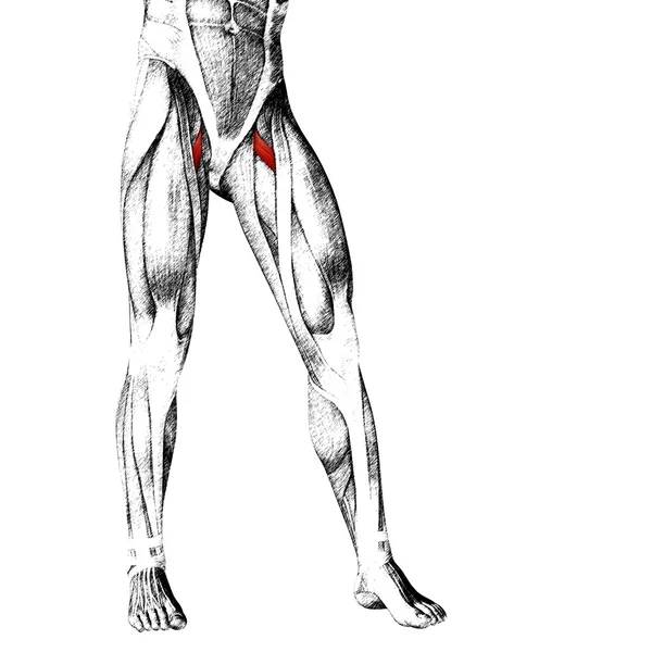 Adductor longus emberi felső lábak — Stock Fotó