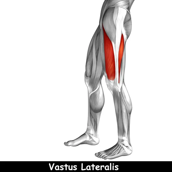Anatomia górnej nogi — Zdjęcie stockowe