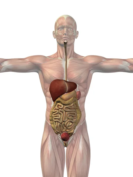 Human digestive system — Stock Photo, Image