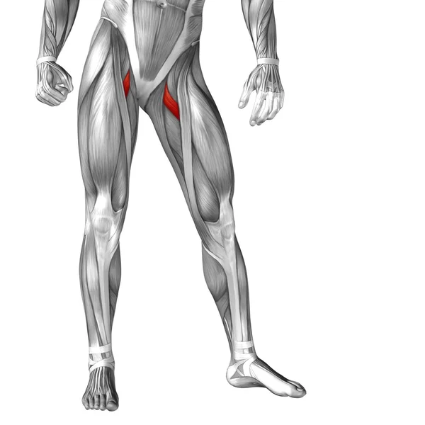 Анатомия ног и мышцы — стоковое фото