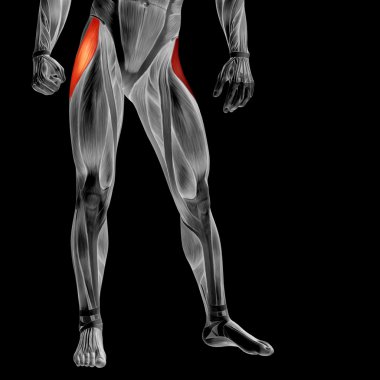 insan üst bacaklar anatomisi 