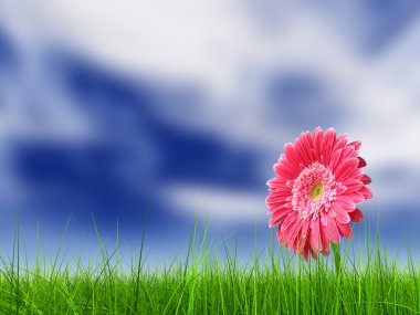  çim alan ve bir çiçek 