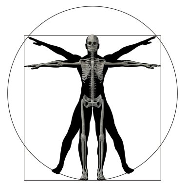 Vitruvius insan vücudu 