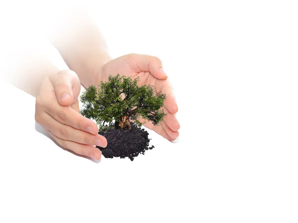 Hands holding protecting growing tree — Stock Photo, Image