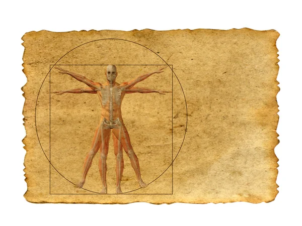 Ανθρώπινο σώμα του Βιτρούβιου — Φωτογραφία Αρχείου