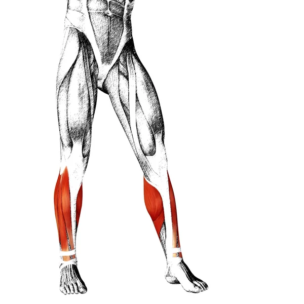인간의 낮은 다리 해부학 — 스톡 사진