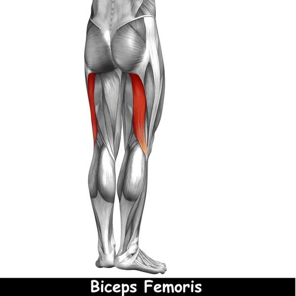 Anatomia górnej nogi — Zdjęcie stockowe