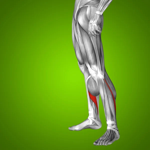 Anatomia delle gambe inferiori — Foto Stock