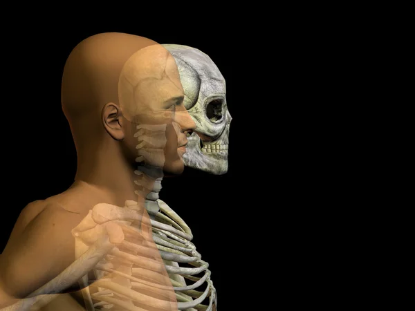 Menschliche Anatomie mit Knochen — Stockfoto