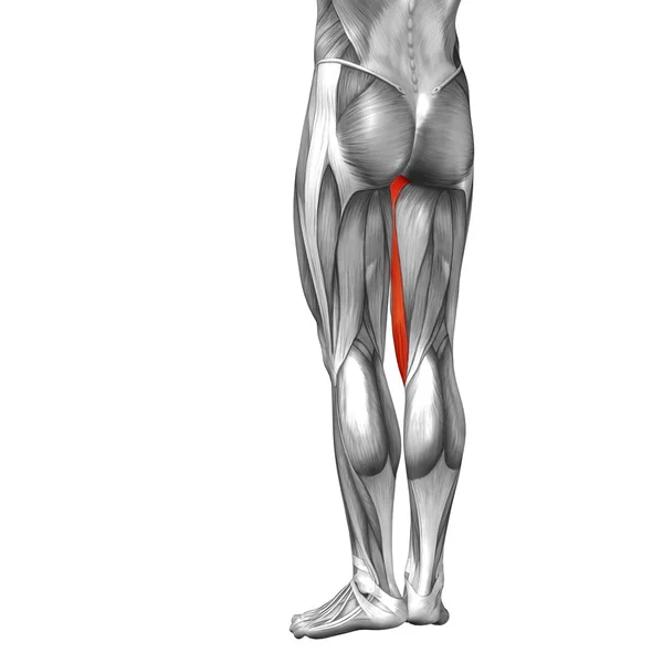 Анатомия ног и мышцы — стоковое фото