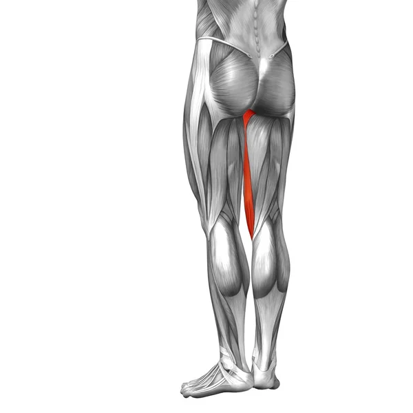 Анатомія ніг і м'язів — стокове фото