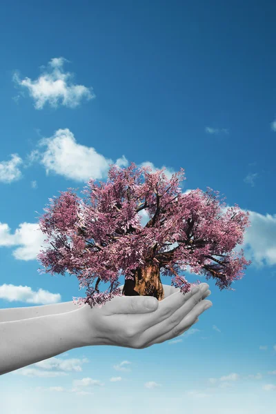 Mujer sosteniendo árbol — Foto de Stock