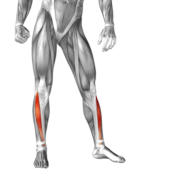 Anatomia człowieka dolnej nogi — Zdjęcie stockowe