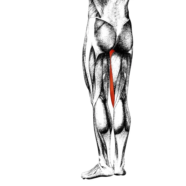 Anatomia humana das pernas superiores — Fotografia de Stock