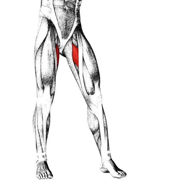 Adductor longus menselijke bovenbenen — Stockfoto