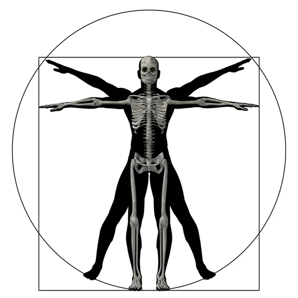 Vitruvian human body — Stock Photo, Image