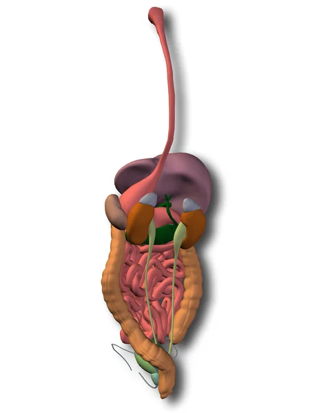 Sistemul digestiv uman — Fotografie, imagine de stoc