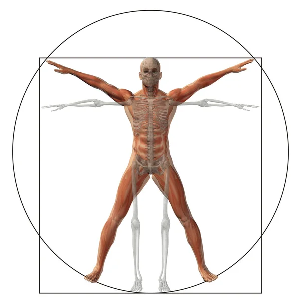 Vitruvian emberi test — Stock Fotó