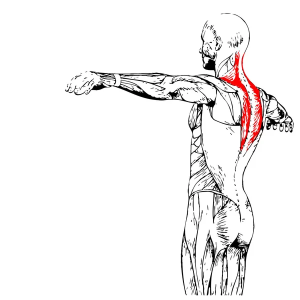 Geri insan anatomisi — Stok fotoğraf