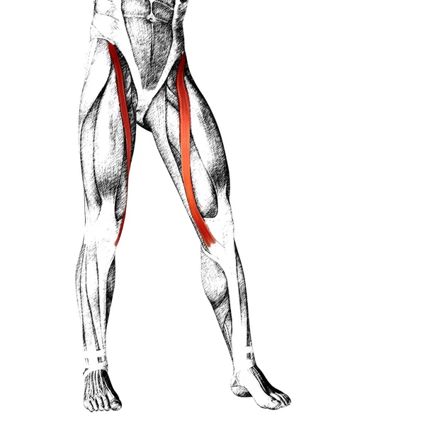Aductor longus piernas superiores humanas — Foto de Stock