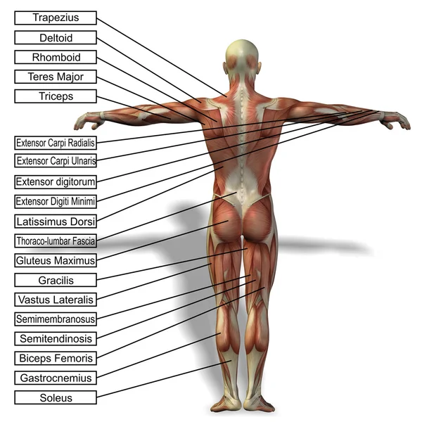 Człowiek z mięśni i tekst — Zdjęcie stockowe