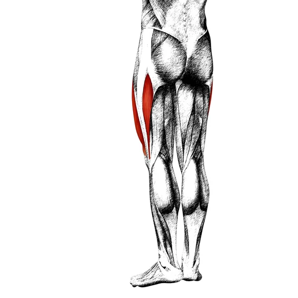Anatomie des jambes humaines — Photo