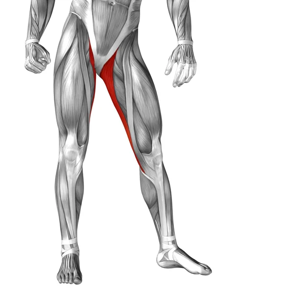 Anatomia nogi i mięśnie — Zdjęcie stockowe