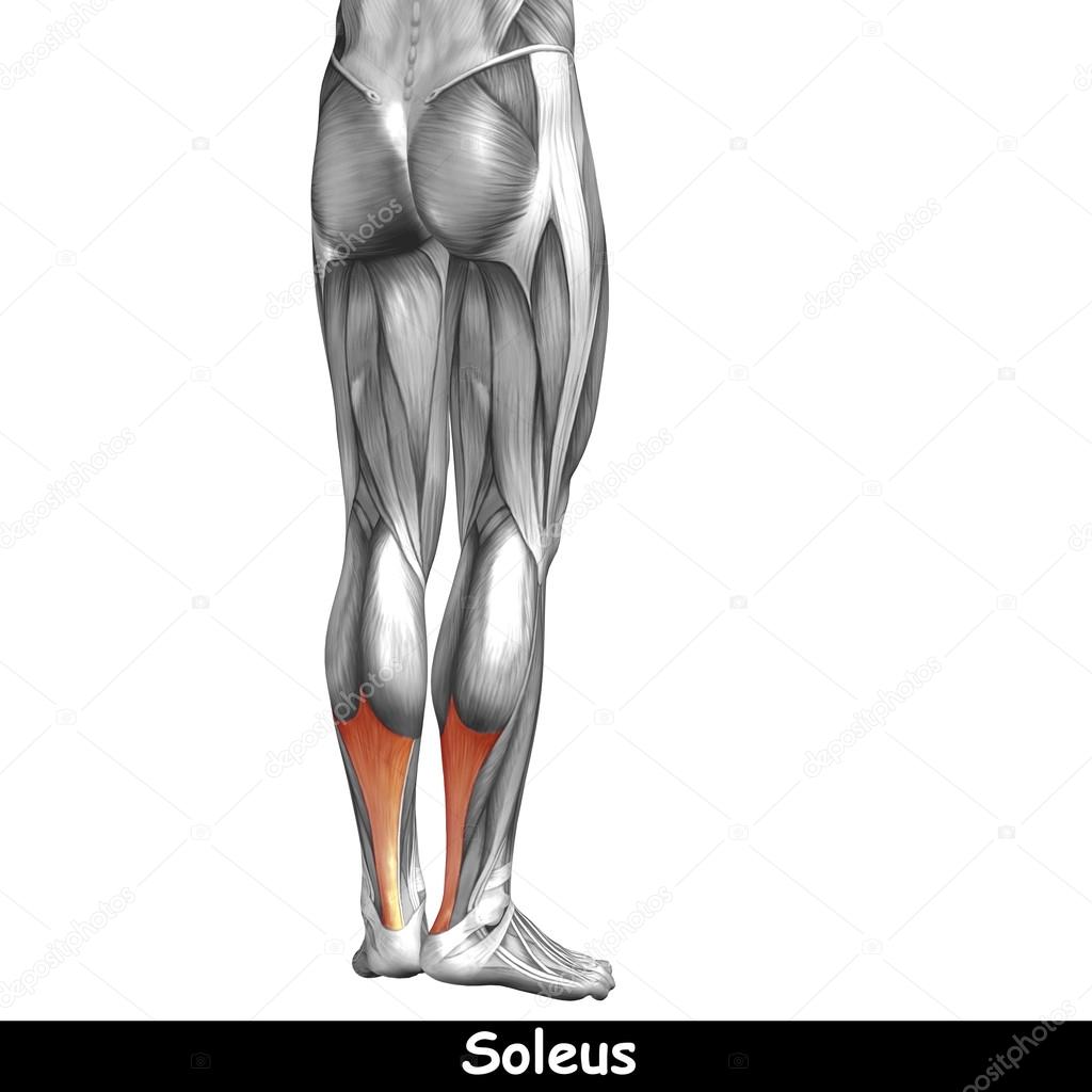 human lower legs anatomy 