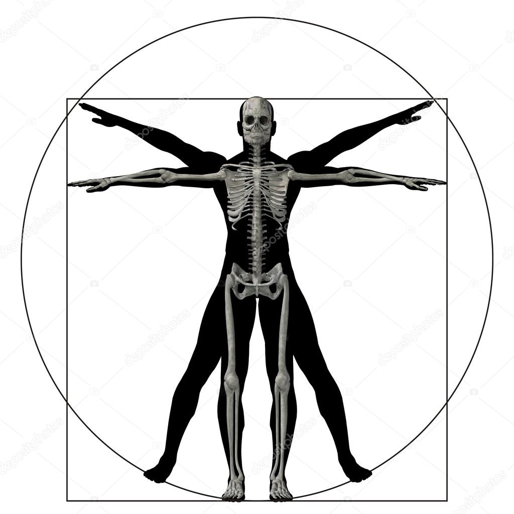 vitruvian human body 