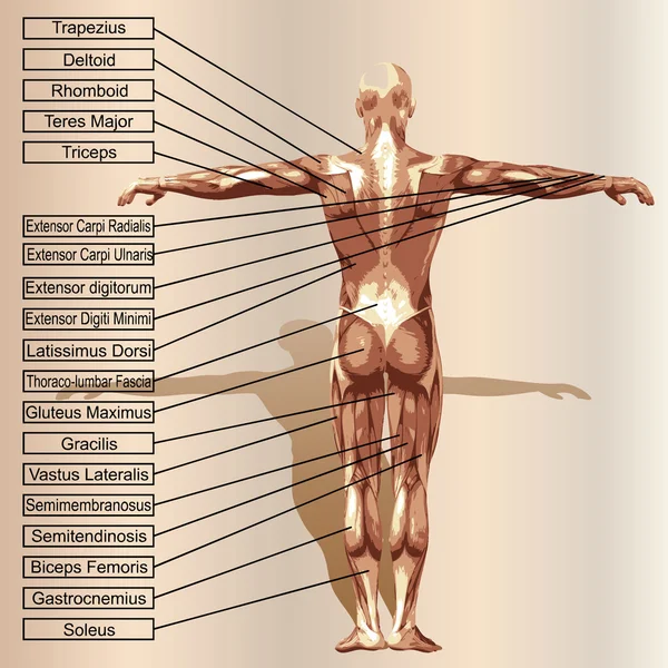 Anatomi laki-laki dengan otot - Stok Vektor
