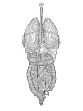 Tel kafes sindirim sistemi 