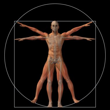 Vitruvius insan vücudu 