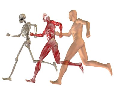 kavramsal insan anatomisi 