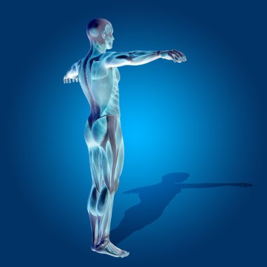  stong insan vücudu kaslı