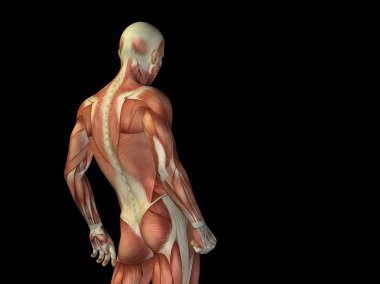 Anatomi üst vücut kasları ile