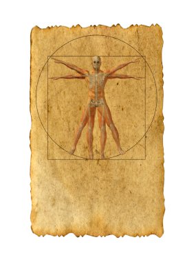 Vitruvius insan vücudu 