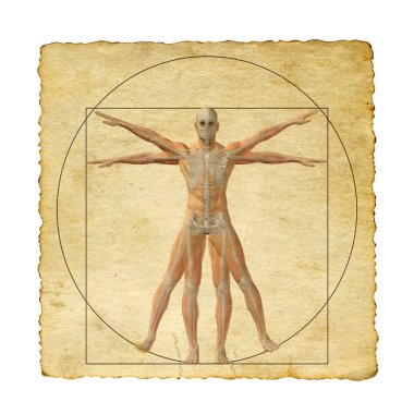 Vitruvius insan vücudu 