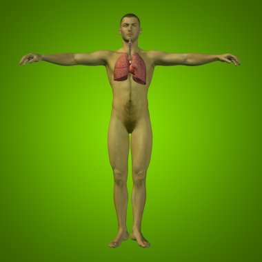 insan solunum sistemi