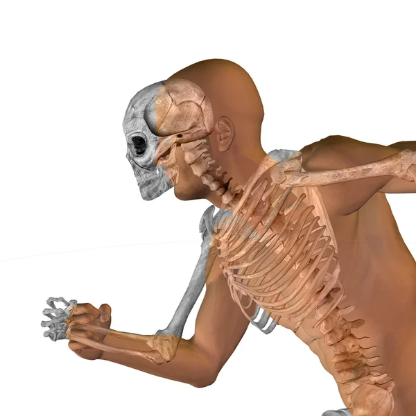Kemikleri insan anatomisi — Stok fotoğraf