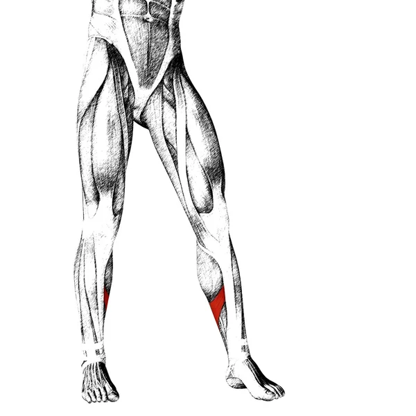 Lagere benen anatomie — Stockfoto