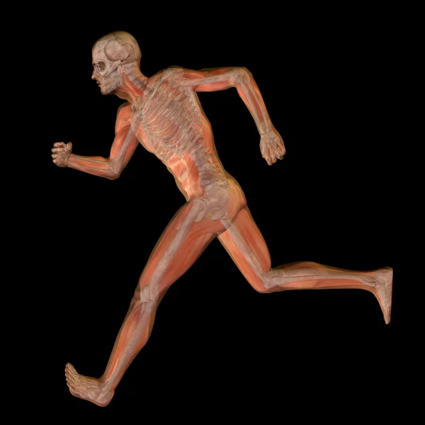Människans anatomi illustration — Stockfoto
