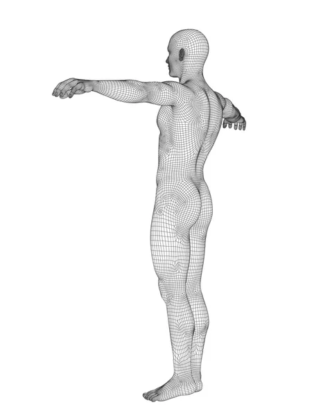 Anatomia maschile in wireframe bianco — Foto Stock