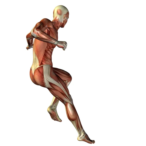 Man with muscles for anatomy designs. — Stock Photo, Image