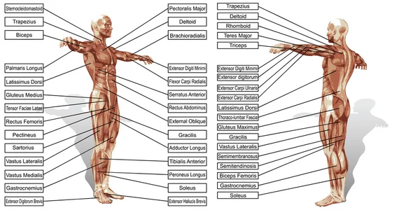 Texto de anatomía y músculos de hombre —  Fotos de Stock