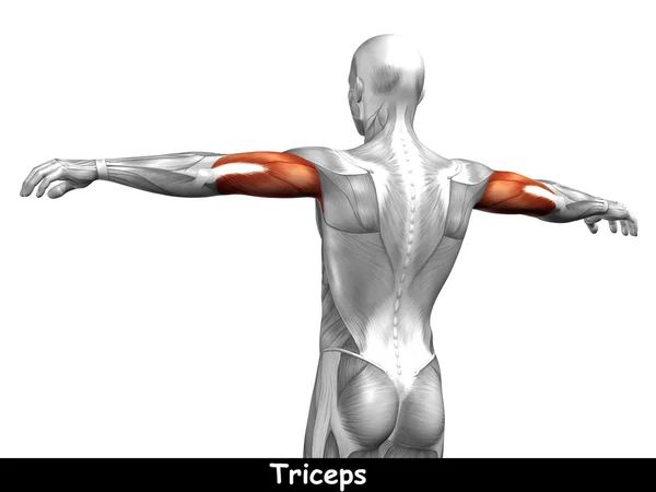Anatomia człowieka triceps — Zdjęcie stockowe