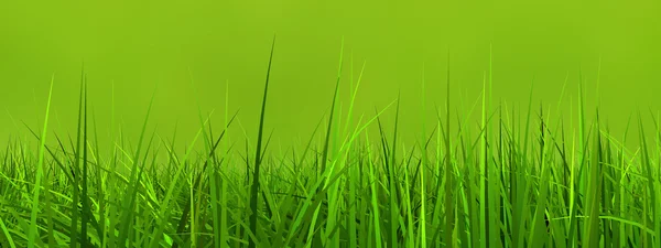 Fresh and natural  grass field — Stock Photo, Image